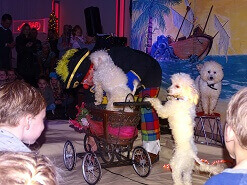 Piraten Spektakel Show met poedels www.sintentertainment.nl